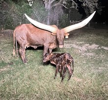 WILLOW HEIFER