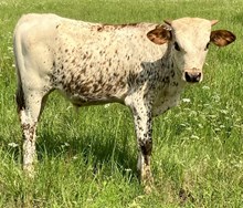 RAE MOORE SPECKLED STEER