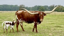 ROSE BULL CALF