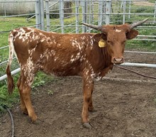 SBC 021 HEIFER